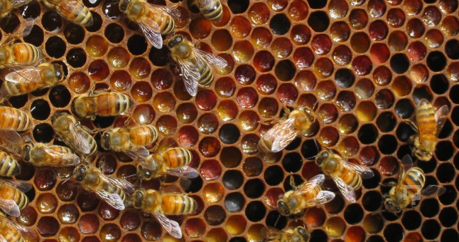 Anzer Pollen production