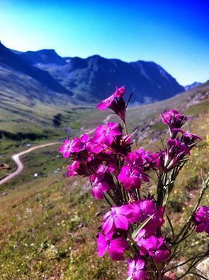 anzer endemic flower