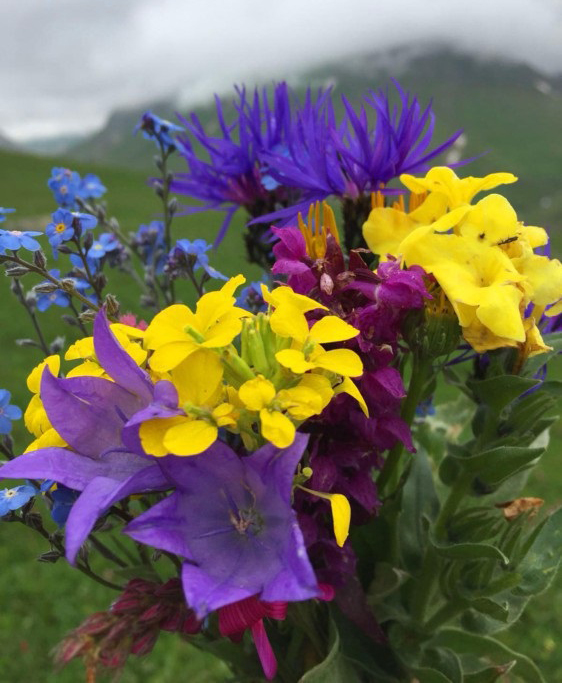 Anzer Endemic Flowers