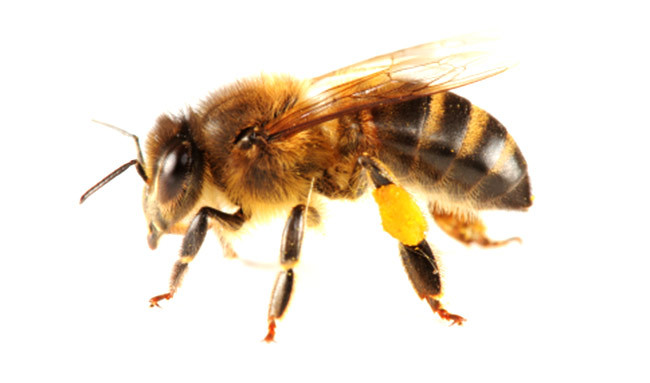 caucasian bee