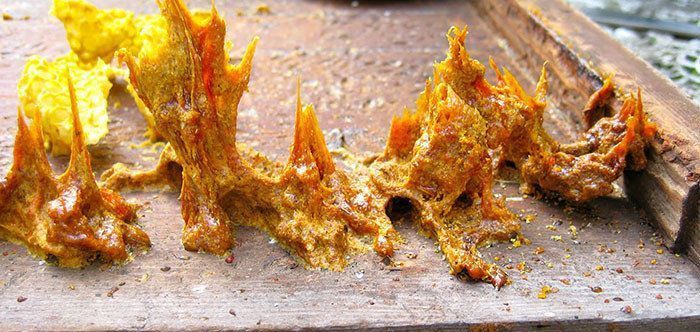 benefits of propolis